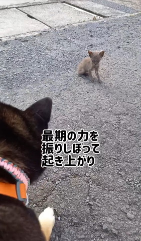 最後の力を振り絞って起き上がった子猫