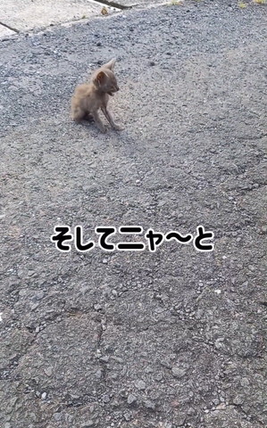 ニャ〜とないた猫