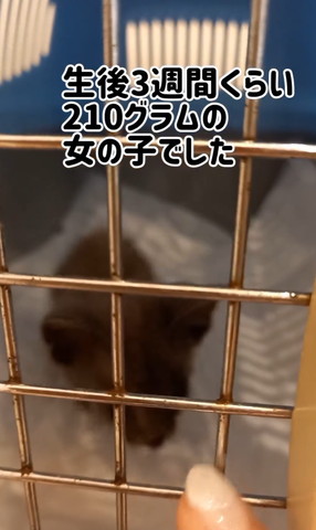 生後3週間くらいの子猫