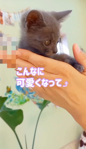 こんなに可愛くなった子猫