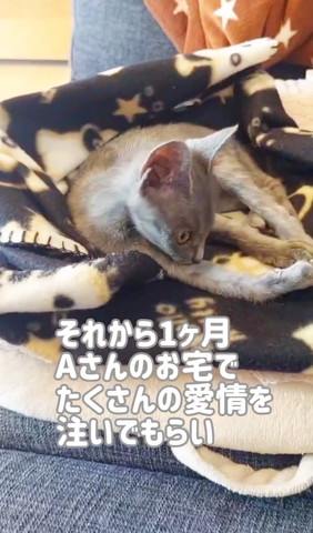 1ヶ月後の子猫