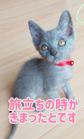 旅たちのときがきまった