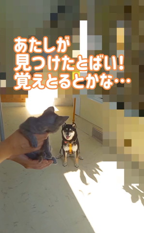 犬と猫