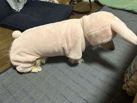 落ち込むワンコ