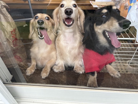 窓際にワンコ3匹