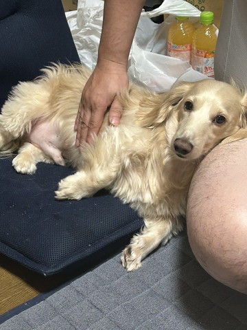 お腹なでられるワンコ