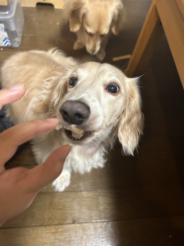 おやつ食べるワンコ