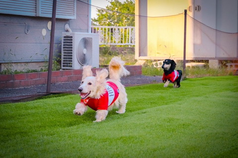 走ってるワンコの後ろにワンコ