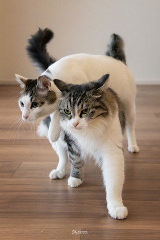 重なる猫ちゃんたち