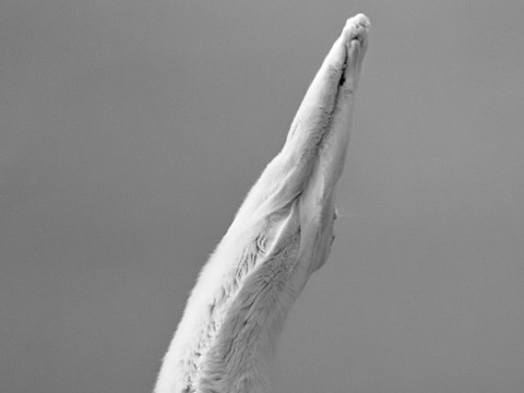 上半身トリミング