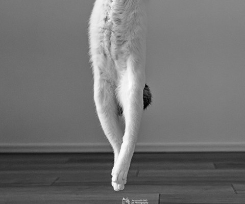 下半身トリミング