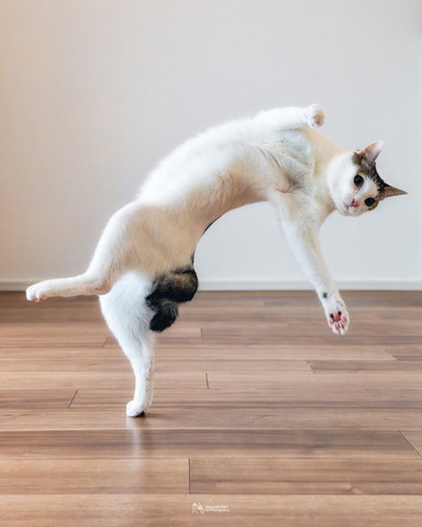 歩き出しそうな猫