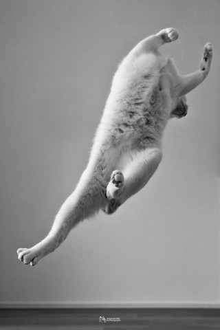 後ろに飛んでる猫