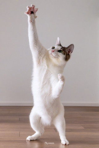 右前足突き上げる猫