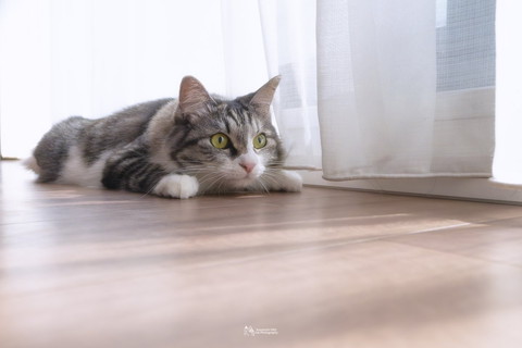 窓際に猫ちゃん