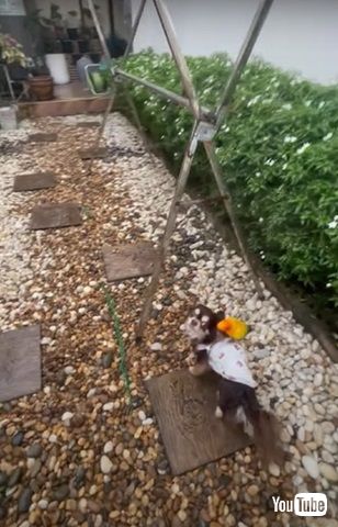 ワンコの背に乗るインコ