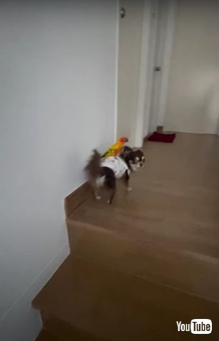ワンコの背に乗るインコ
