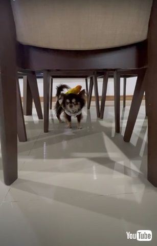 ワンコの背に乗るインコ