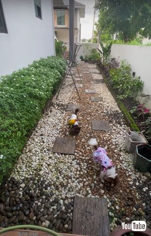 ワンコの背に乗るインコ