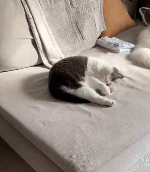 ソファーで寝る猫