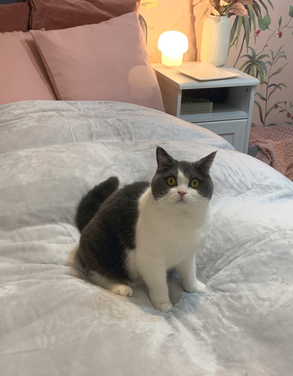 ベッドにいる猫