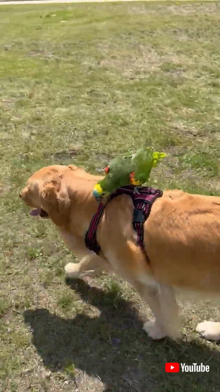 ワンコの背に乗るオウム