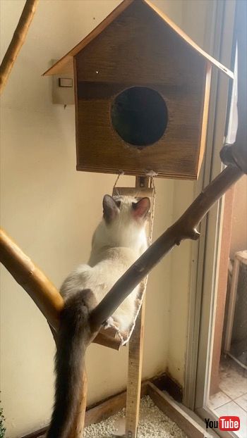 鳥ハウスを眺める猫