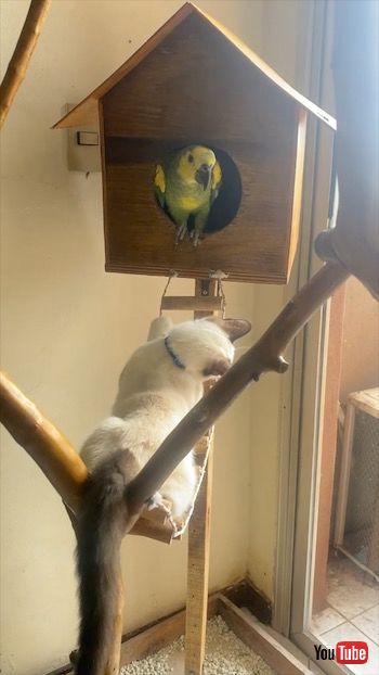 鳥と猫