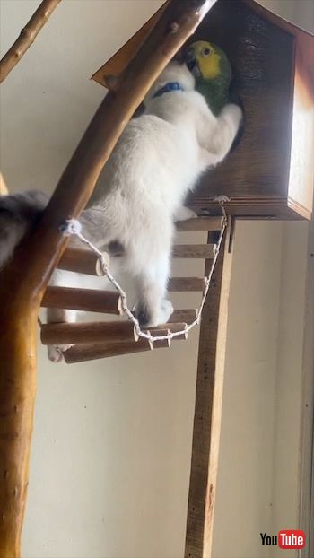 ハウスに入る猫