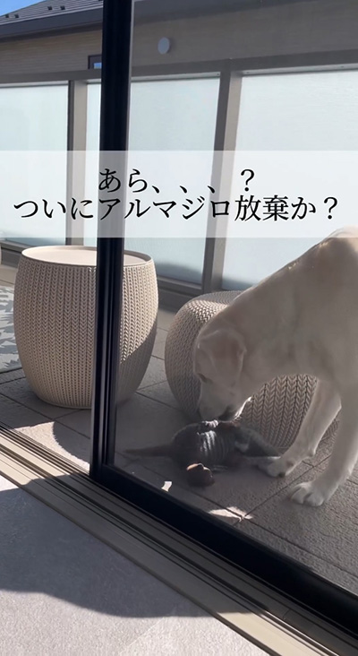 アルマジロ放棄