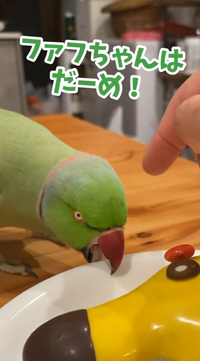 ファフちゃんはダメ