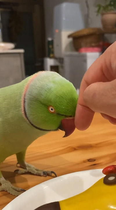 瞳孔が小さくなるファフ子さん