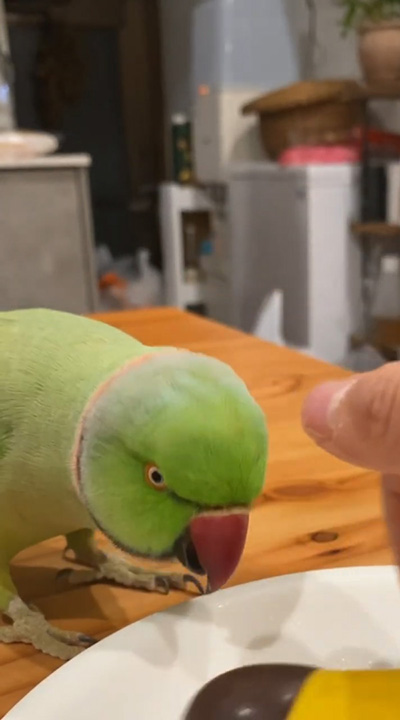 食べようとする