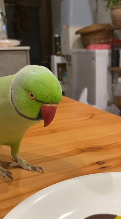 ドーナツを見るファフ子さん