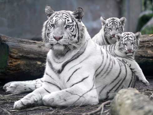 ホワイトタイガーの親子