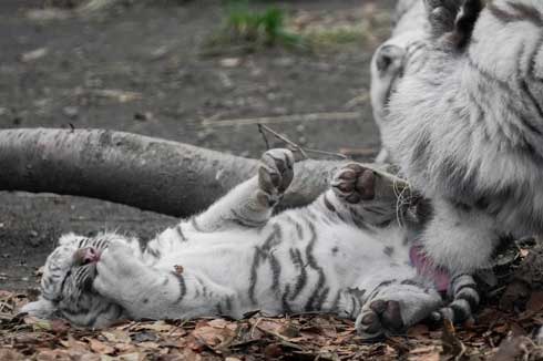 伊豆アニマルキングダムのホワイトタイガーの親子