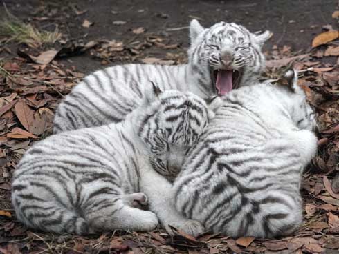 ホワイトタイガーの寝る姿