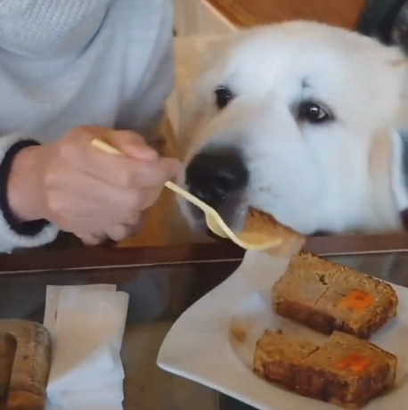 レオくんのごはんサイズは……