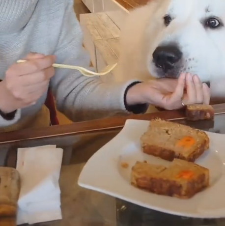 レオくんのごはんサイズは……