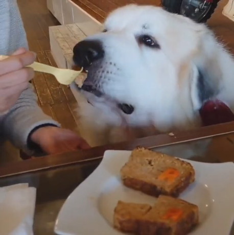 レオくんのごはんサイズは……