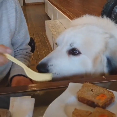 レオくんのごはんサイズは……