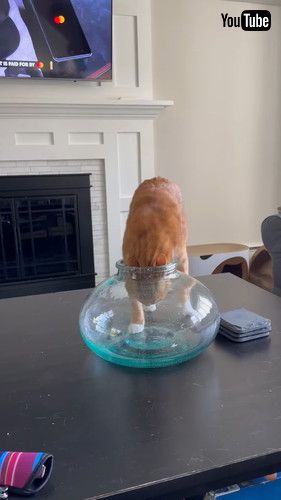 「Cat Squeezes Into Narrow-Mouthed Vase || ViralHog」