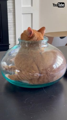「Cat Squeezes Into Narrow-Mouthed Vase || ViralHog」