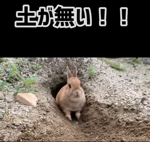 土が無かった時のウサギ