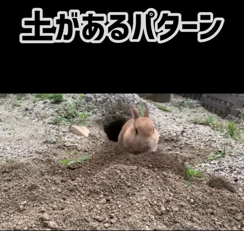 ブルトーザーみたいな兎