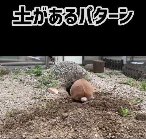 「【質問】土がある時のうさぎも見てみたい」