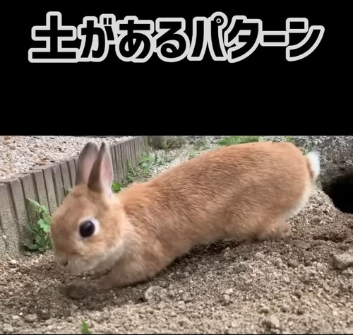 「【質問】土がある時のうさぎも見てみたい」