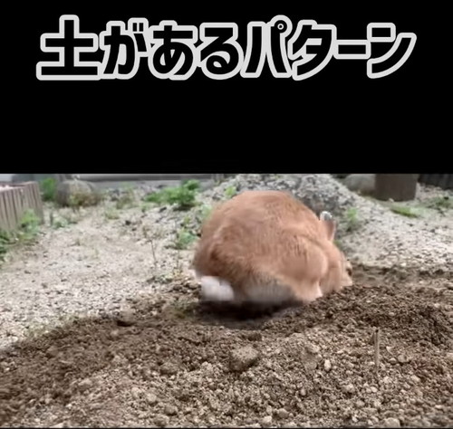 終わったうさぎ