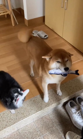 おもちゃくわえてお出迎えワンコ2匹