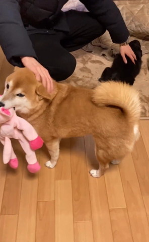 両手でワンコなでる人